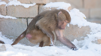 Image showing Macaque monkey searching food