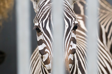 Image showing Close-up of a zebra