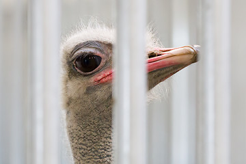 Image showing Close-up of head of ostrich