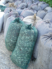 Image showing sacks with olives