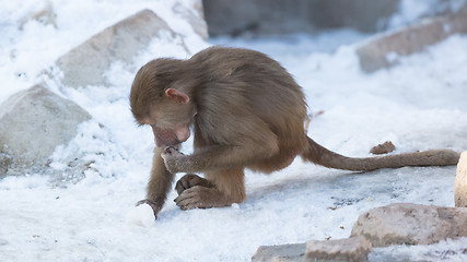 Image showing Baby baboon sitting