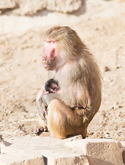 Image showing Baboon mother and her little one