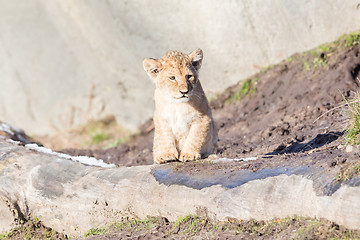 Image showing Lion cub exploring it\'s surroundings