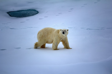 Image showing Polar bear near North pole (86-87 degrees north latitude)