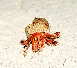 Image showing Orange Hermit Crab