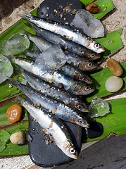 Image showing Raw Fresh Sardines