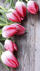 Image showing Spring Magenta Tulips