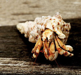 Image showing Orange Hermit Crab