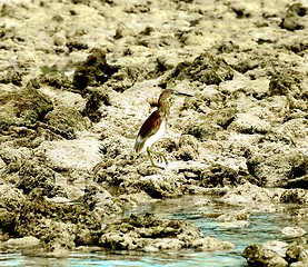 Image showing Indian Pond-Heron