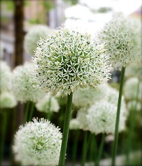Image showing Decorative Garlic Flowers