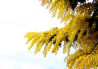 Image showing Flowering Yellow Mimosa