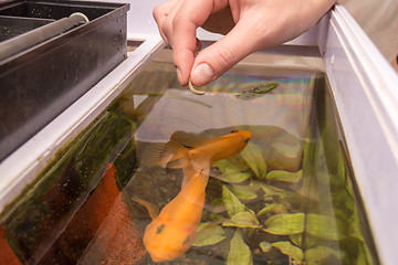 Image showing Feeding aquarium fish with dry large food