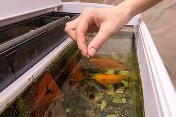 Image showing Feeding aquarium fish with dry large food
