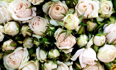 Image showing Pastel Pink Tea Roses Background