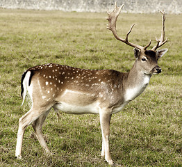 Image showing Fallow Deer on Meadow