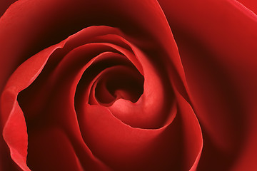 Image showing Red Rose Background