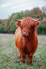 Image showing Scottish Highland Cow