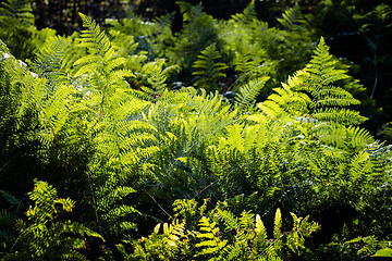Image showing Green fern leaves in sunlight.