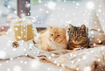 Image showing cats lying on windowsill with blanket at christmas