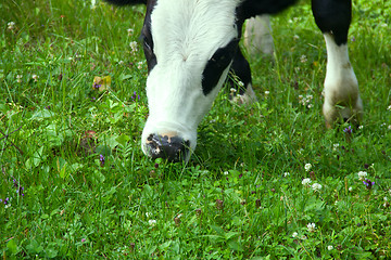 Image showing cow on meadow closeup