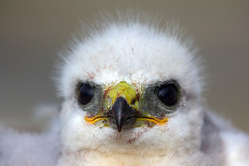 Image showing Look into the eyes of predator. Portrait of Rough-legged Buzzard chick closeup