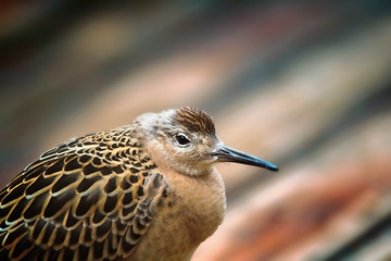 Image showing Weakened bird flight sea and sat on deck of ship.