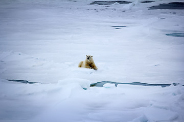 Image showing Polar bear near North pole (86-87 degrees north latitude)