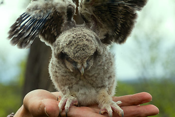 Image showing Little fluffy chick owl is located on human hand