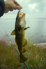 Image showing cod on fishing-rod on background of sea