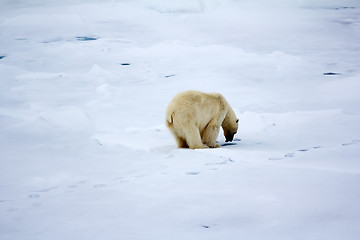 Image showing polar bear near North pole. Hunting behavior