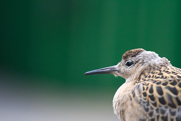 Image showing Weakened bird flight sea and sat on deck of ship.