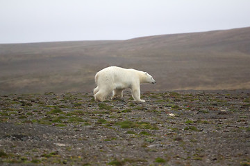 Image showing Unusual circumstances: polar bear remained in continental polar desert summer