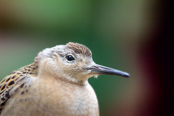 Image showing Weakened bird flight sea and sat on deck of ship.