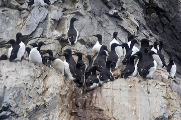 Image showing Thick-billed murres were taken nesting place on ledge 3