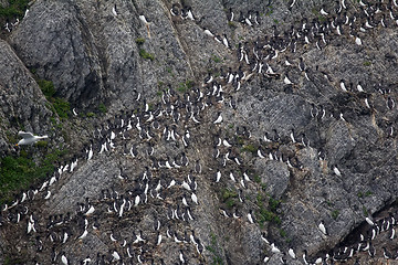 Image showing Brunnich\'s guillemots sitting on nesting ledges