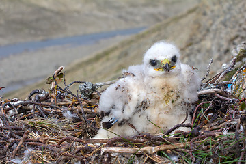 Image showing White thick chick Rough-legged Buzzard sitting in nest as solid bourgeois