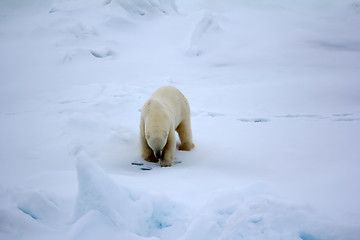 Image showing polar bear near North pole. Hunting behavior