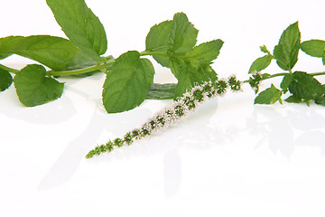 Image showing spearmint flower