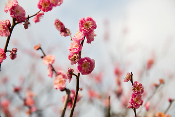 Image showing close up of beautiful sakura tree blossoms