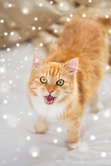 Image showing red tabby cat mewing in bed at home over snow