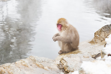 Image showing japanese macaque or snow monkey in hot spring