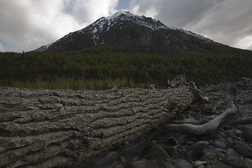 Image showing Fresh log in mountain country