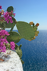 Image showing Opuntia ficus-indica