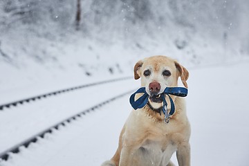 Image showing Loaylty dog in winter