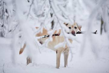 Image showing Dog in snow covered forest