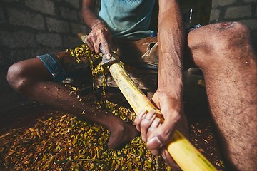 Image showing Production of the cinnamon sticks