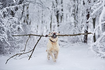 Image showing Happy dog in winter