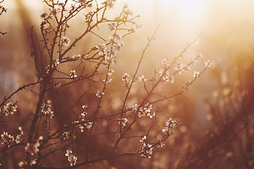 Image showing Spring in nature