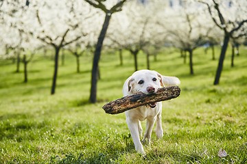 Image showing Cheerful dog in spring nature