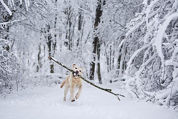 Image showing Happy dog in winter